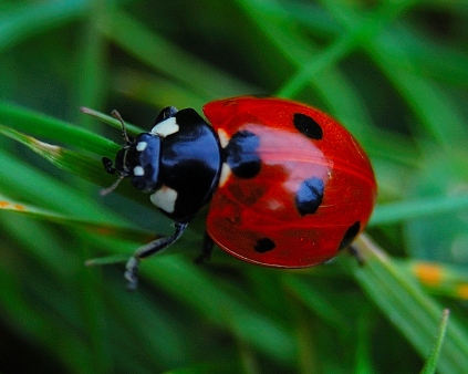 red-ladybird